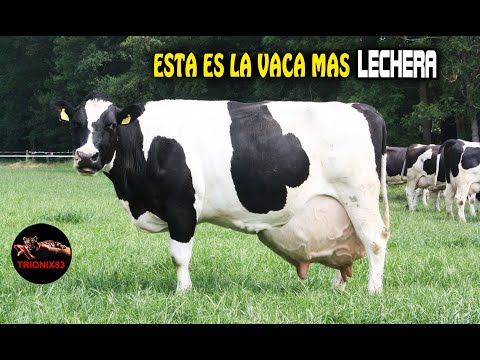 , title : 'Las Mejores vacas lecheras de todo el mundo'