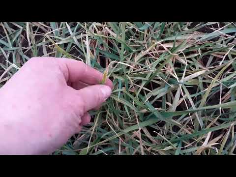 Manganmangel bei Gerste