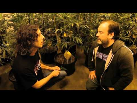 HIGH TIMES Grow Tips -- Pest Control