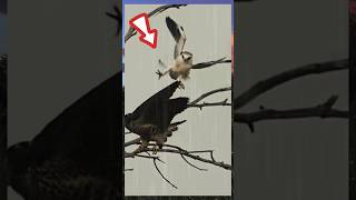 Download lagu 'Pertarungan elang vs falcon di udara'#eagles #shortvideo #shorts #birds mp3