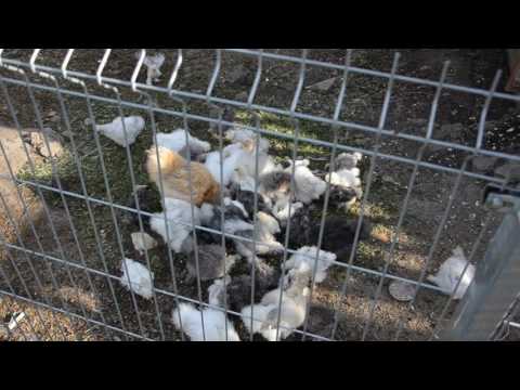 Nalewka z papryki wypadanie włosów Mezoterapia na wypadanie włosów u kobiet
