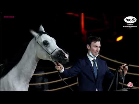 N 72 SHAMAA AL RAYYAN   Katara Int  Arabian Peninsula Horse Show 2022   Fillies 2 Years Old Class 2B