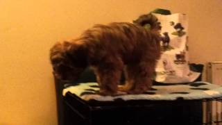 Morag the climbing dog