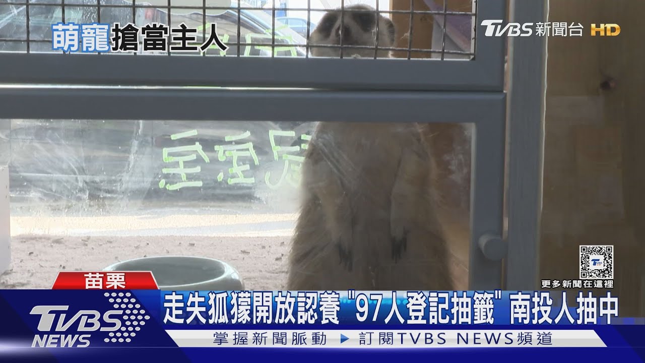 走失狐獴開放認養 「97人登記抽籤」南投人抽中