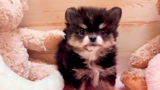 ハーフ犬の動画01