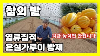 참외 심기 전 토양관리를 해야 온실가루이, 선충 방제됩니다.