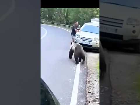 Terrifying Bear Attack! Man Runs for Life & Locks Himself in Car 😱🐻🚗 | GoPro Caught It All
