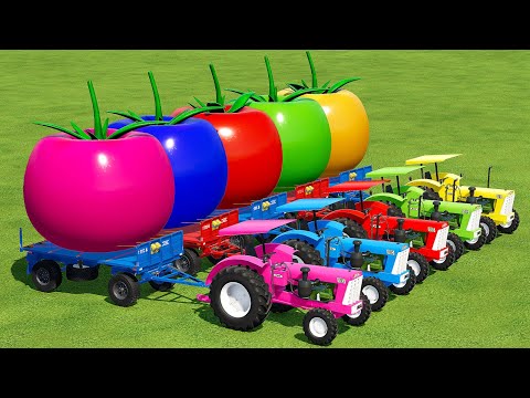 LOAD & TRANSPORT GIANT TOMATOES WITH CBT TRACTORS - Farming Simulator 22
