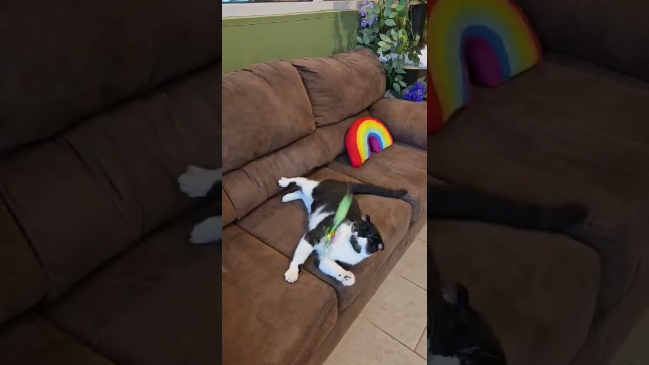 Rowan (Resilient Gentleman), an adopted Domestic Short Hair in Rochester, NY video 5/5