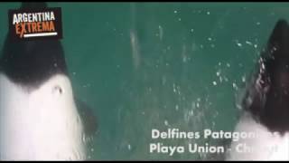 Volando sobre Delfines Patagonicos - Playa Unión - Chubut