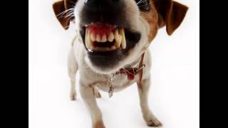 Driver on engine 50, leave that dog alone!!