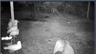 Thumbnail del capítulo