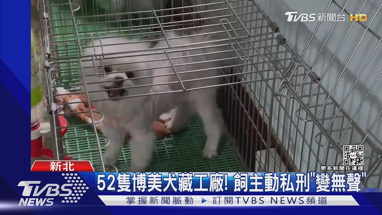 52隻博美犬藏工廠! 飼主動私刑「變無聲」