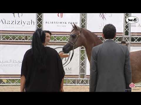 Bergamo Int  Show 2022   Class 2B