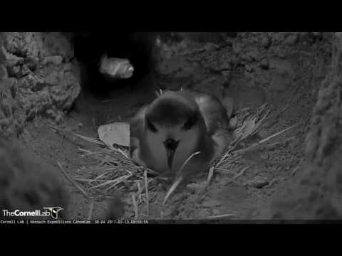 Cahow Opens Wide - Jan. 13, 2017