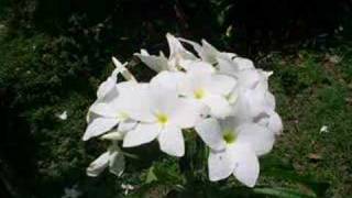 &quot;She Too Much&quot;