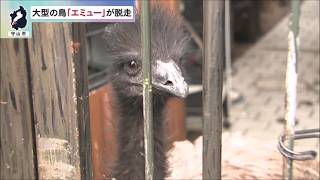 9月23日【びわ湖放送ニュース】大型の鳥・エミューが脱走　目撃から約２時間後に捕獲　「ダチョウが走っていきました」と通報
