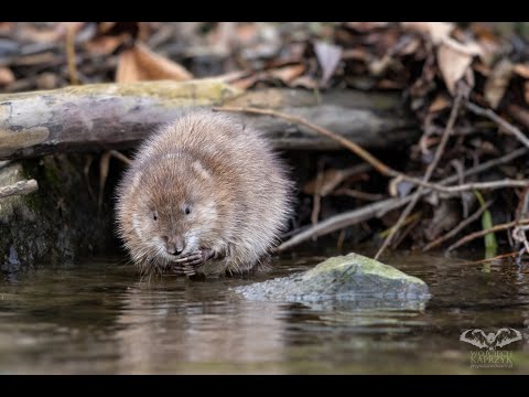Ondatra pižmová (Ondatra zibethicus) v poľskom prostredí