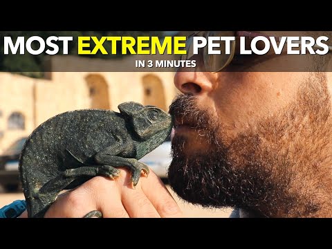 最極端的寵物愛好者在3分鐘內 (Most Extreme Pet Lovers in 3 Minutes)