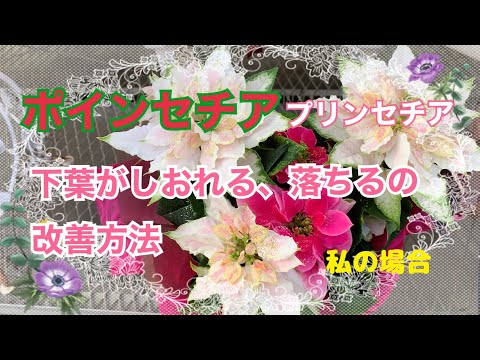 ポインセチアを再び咲かせる方法は次のとおりです。 植物