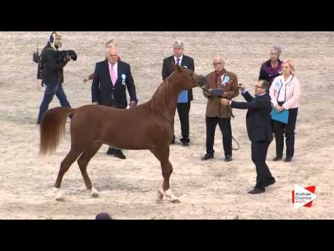 N.77 BYRON BY BRI - Paris 2015 - Yearling Colts (Class CM4 A)