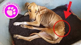 This Dog Was Dying But Her Rescuers Refused To Give Up On Her
