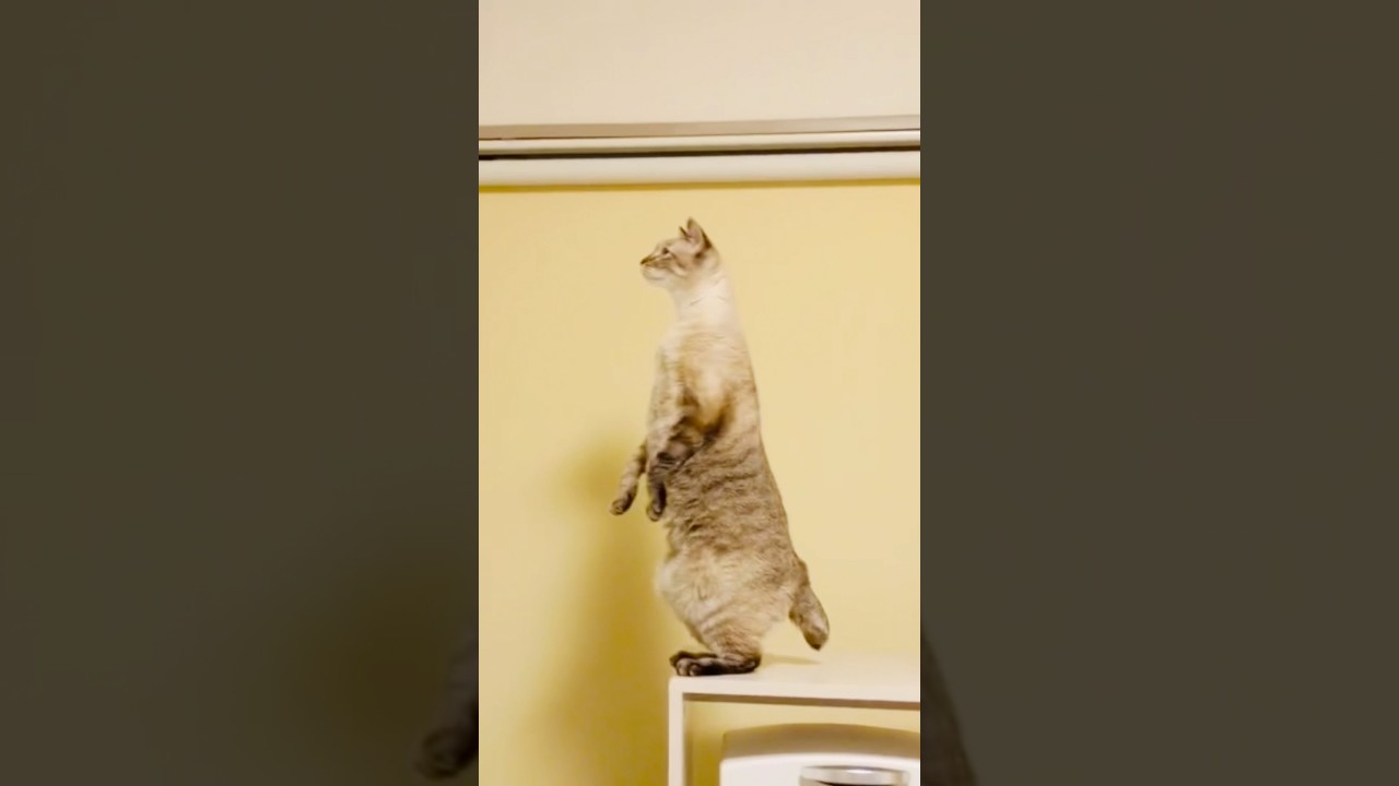 2本足で立って伸びる猫。リアル猫の恩返し