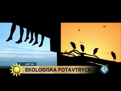 Ge ditt klimatbidrag: Lär om de fyra B:na - de största miljöbovarna - Nyhetsmorgon (TV4)
