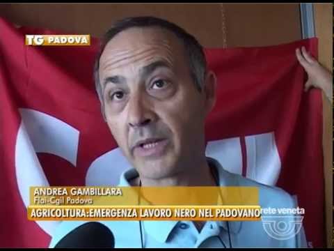 27/06/2014 - AGRICOLTURA: EMERGENZA LAVORO NERO NEL PADOVANO