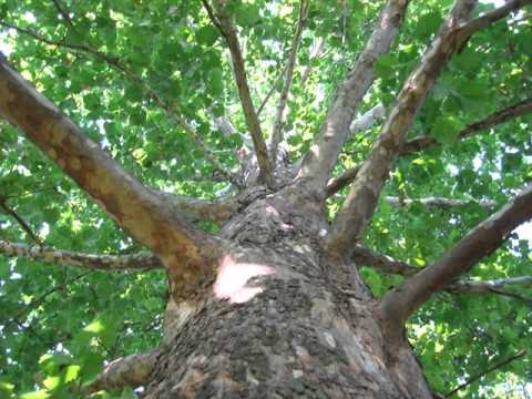 Sycamore Tree | American Sycamore Tree Picture Gallery