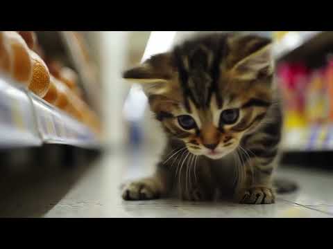 Kitten stealing food from store