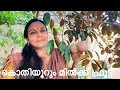 MILK FRUIT ORGANIC | ജമൈക്കൻ സ്റ്റാർ ഫ്രൂട്ട് ഇനി നമ്മുട