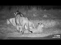 Lions Start Ot A Mating Session Part2 Tembe Jan 21 2023 Night Explore Org