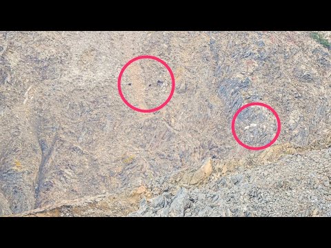 Grizzly Bear Chasing Mountain Goats in the Wild | Greg McHale's Wild Yukon