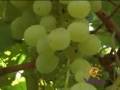 Dulce vinul 