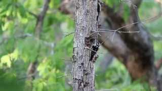 preview picture of video 'Downy Woodpecker feeding it's chicks'
