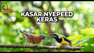 Download lagu 🔴 Live Cucak Cungkok Super Gacor vs Tepus Kepala Abu Gacor vs Lovebird Gacor Cililin Greja mp3