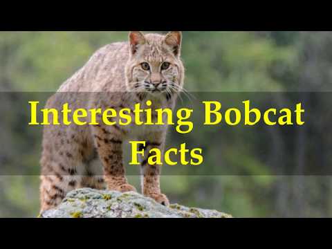Interesting Bobcat Facts