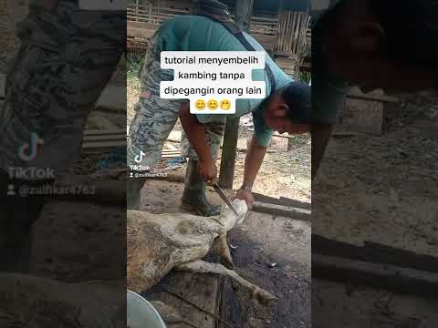 , title : 'cara menyembelih kambing dengan benar dan tanpa dipegangin orang lain'