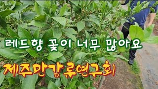 제주도 레드향 꽃이 많이 왔을때는 이렇게 대비합시다 #레드향 #청년농부 #한라봉 #천혜향 #제주귀농 #홈런농장