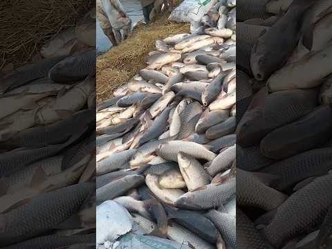 fish farming | fish farming in india | fish farming business | #fishfarming #shorts