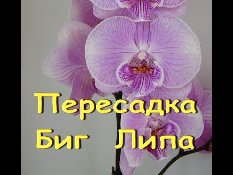 ОРХИДЕЯ БигЛип с ОГРОМНЫМИ ЦВЕТАМИ:корни,пересадка.