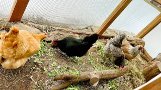 Early Spring Chicken Coop & Chicken Run Maintenance ~ part 1 ~ With Twin Cities Adventures !