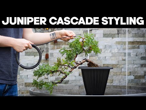 Styling a Juniper Cascade Bonsai 🌲 How to Easily Create Pads