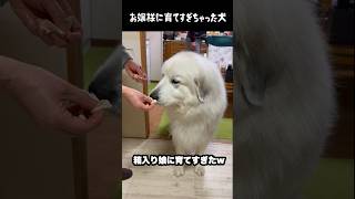お嬢様に育てすぎちゃった愛犬　#greatpyrenees #犬のいる生活 #大型犬のいる生活 #大型犬 #大型犬と暮らす #グレートピレニーズ #愛犬 #癒し