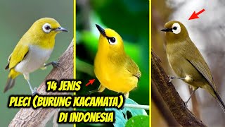 Download lagu 14 Jenis Pleci Terbaik Suara Paling Bagus di Indonesia (Beserta Ciri2nya) LENGKAP mp3