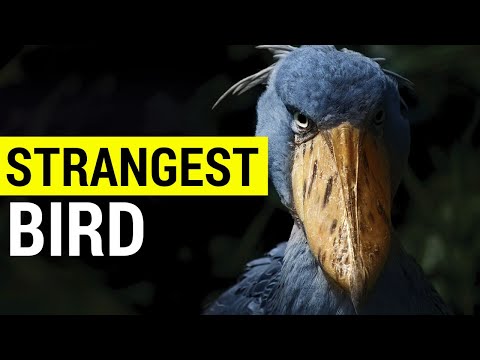 The Shoebill is the strangest bird in the world