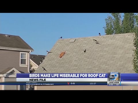 Birds Make Life Miserable For Roof Cat