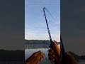 Fishing Planet Blue Crab Island Unique Tarpon Fishingplanet Gaming Fishing
