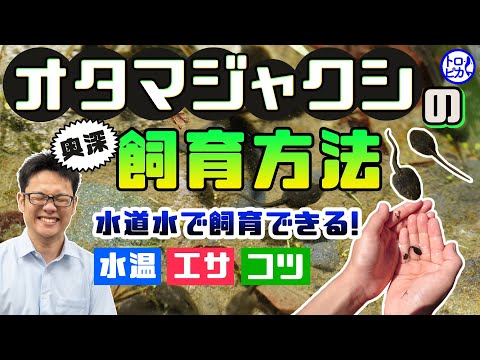 オタマジャクシは何を食べますか?